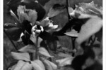 Fragile Images That Keep Producing Death… , 2011